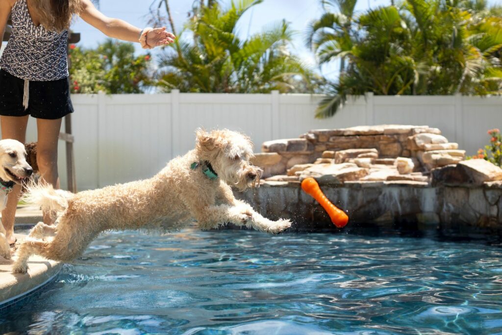 dog floating stick